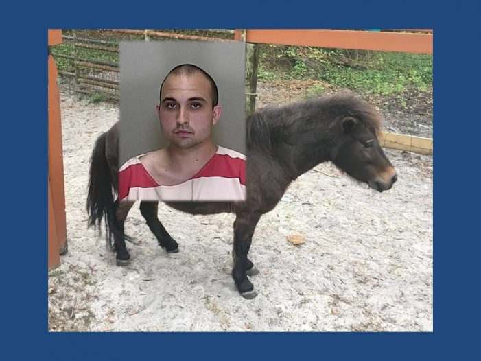 Florida man arrested after mounting horse