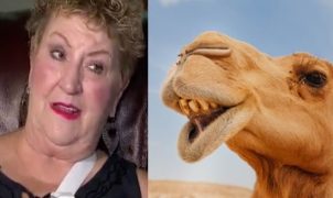 daily lash, camel, camel toe, weird news